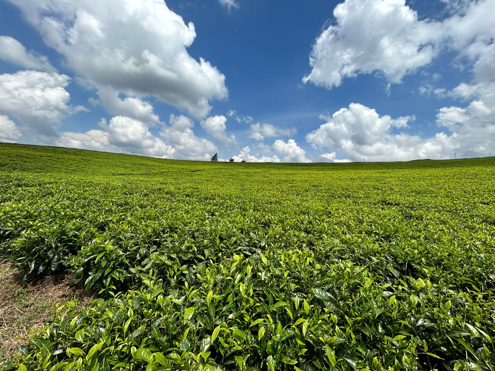 WhatsApp Image 2025-10-11 at 08.41.10 (11)