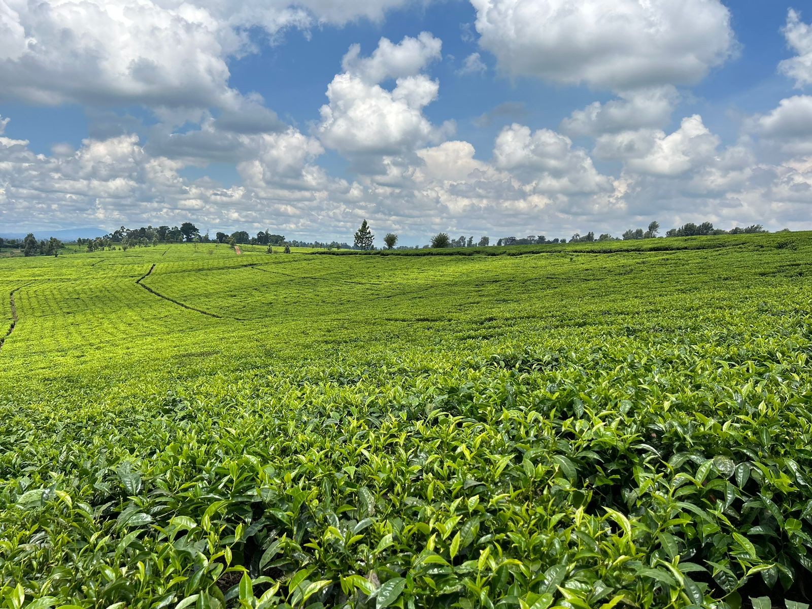 WhatsApp Image 2025-10-11 at 08.41.10 (12)