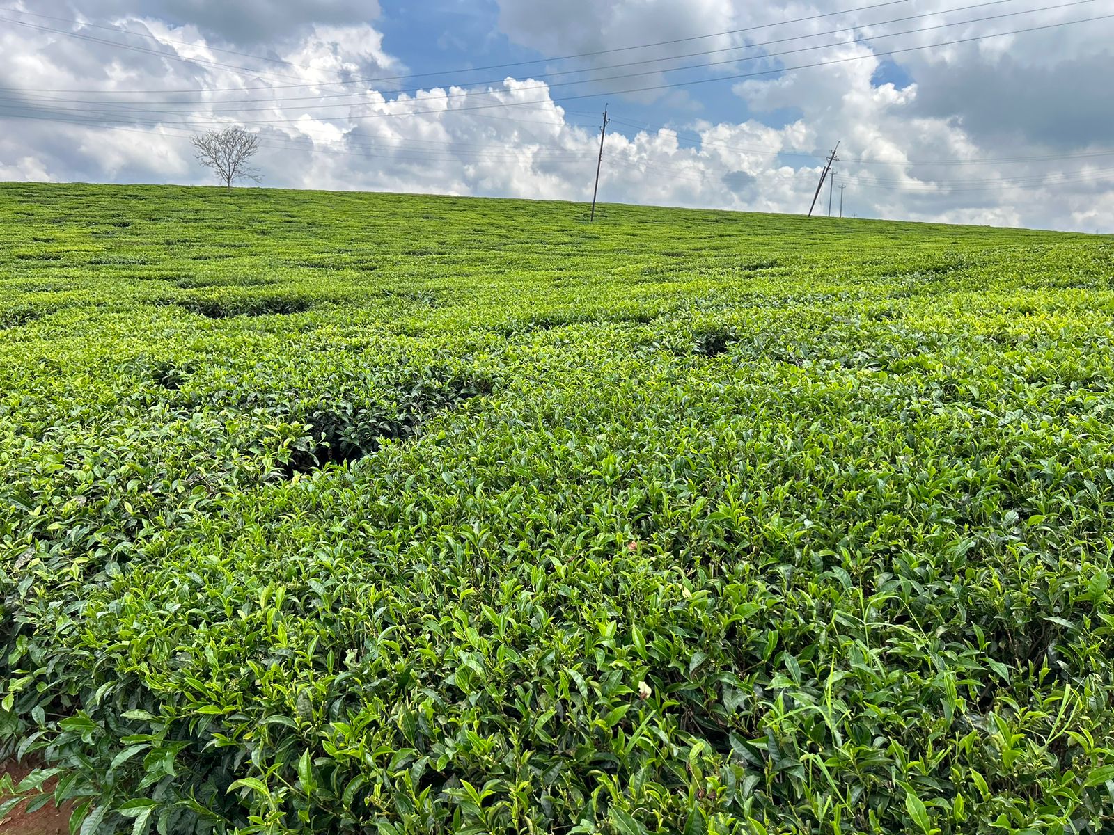 WhatsApp Image 2025-10-11 at 08.41.10 (4)